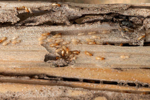 Best Affordable Pest Control Services  in Tarrant, AL